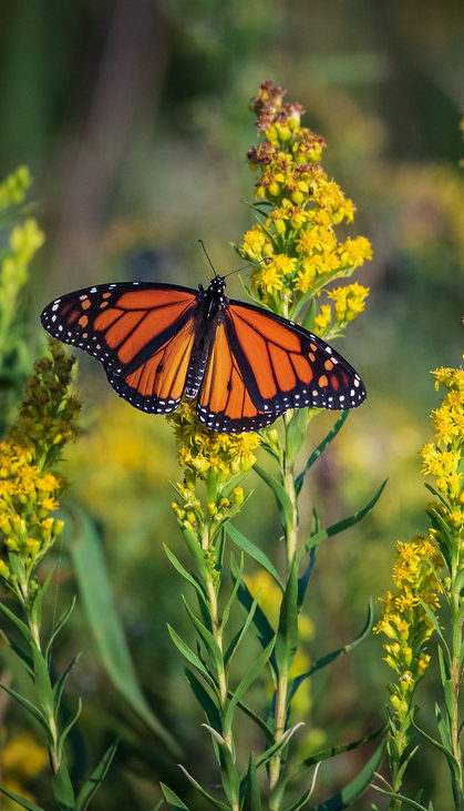 Monarch butterfly in field